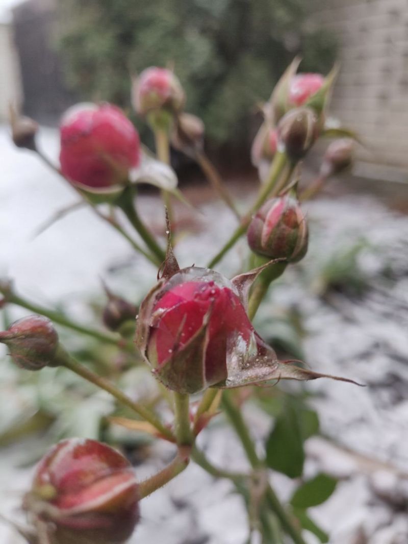 Розы, покрытые льдом