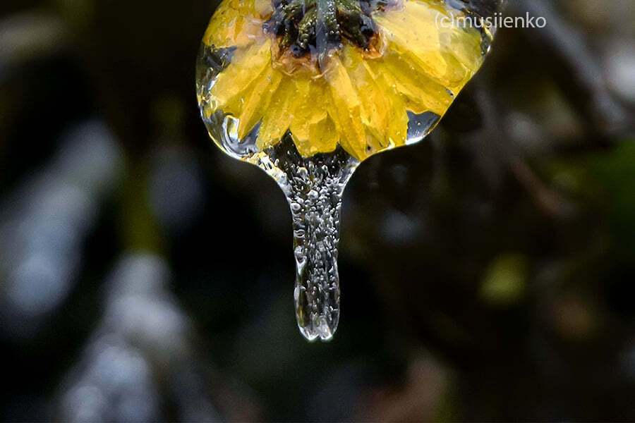 Цветы в Киеве покрылись льдом