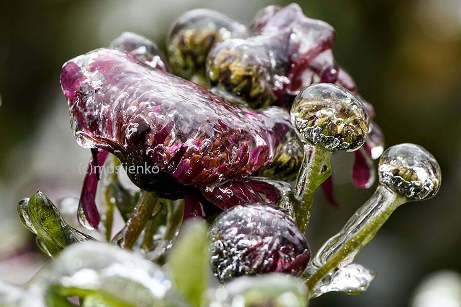 Цветы в Киеве покрылись льдом