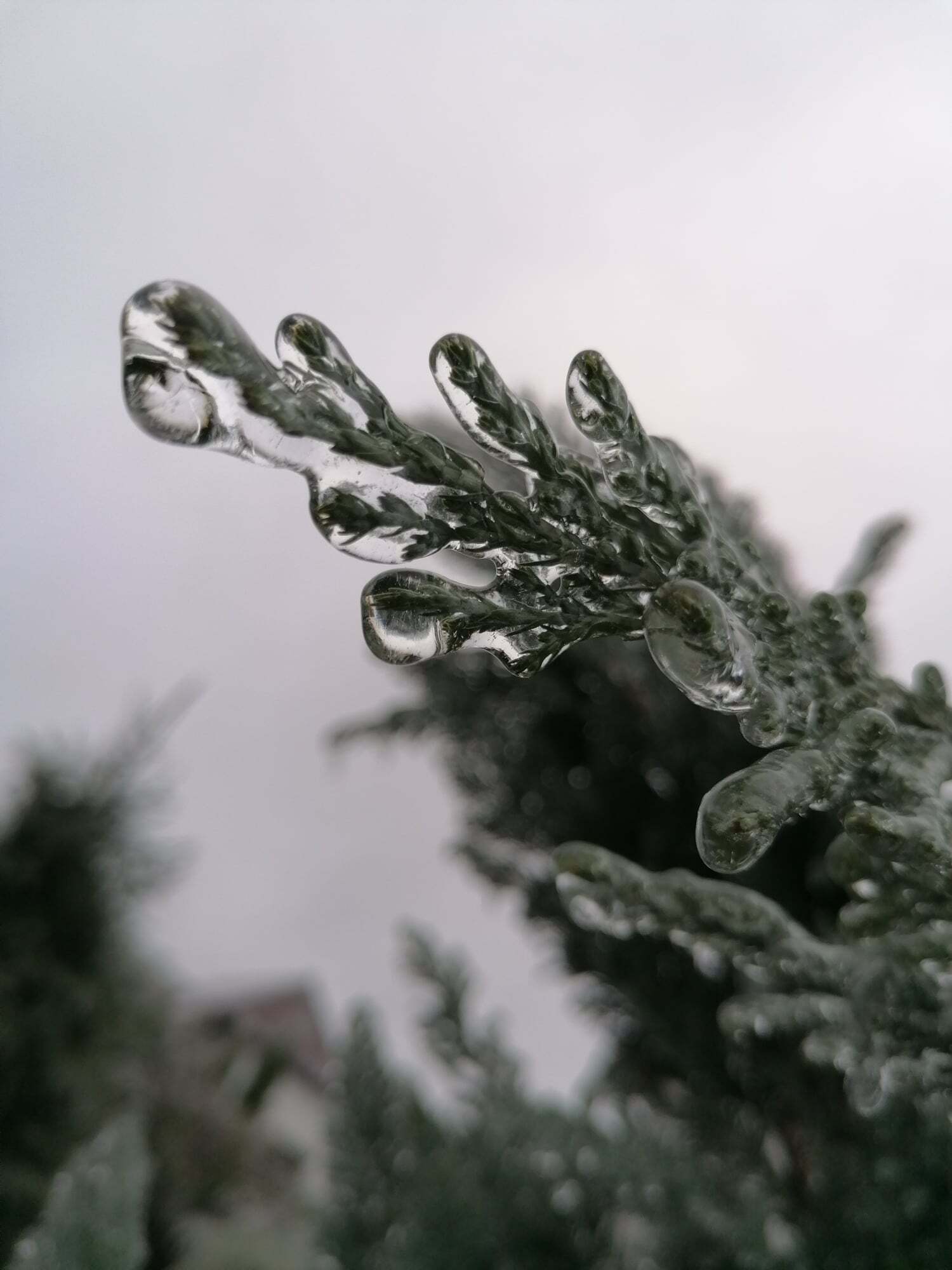 Елка во льду