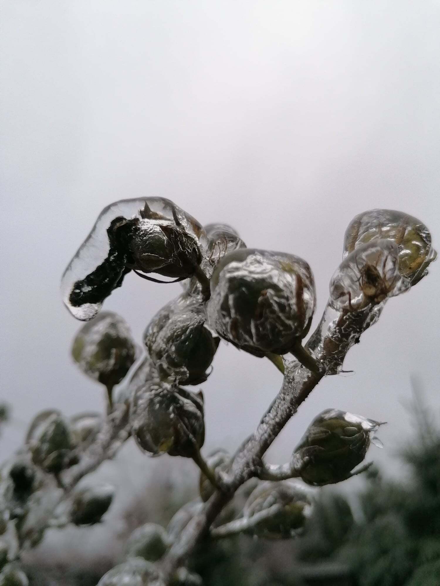В сети опубликовали фото обледенелых цветов в Киеве