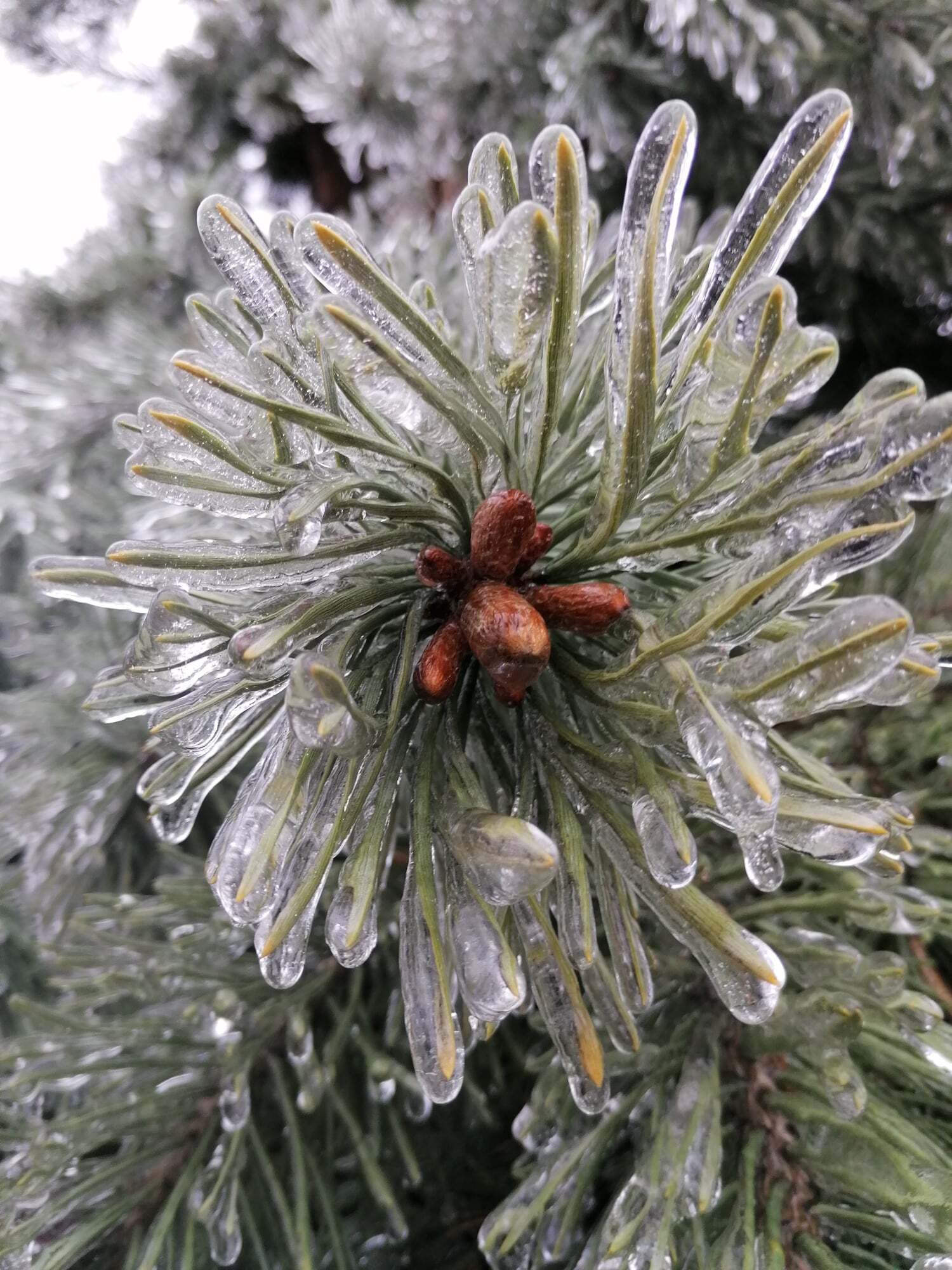 Елка во льду