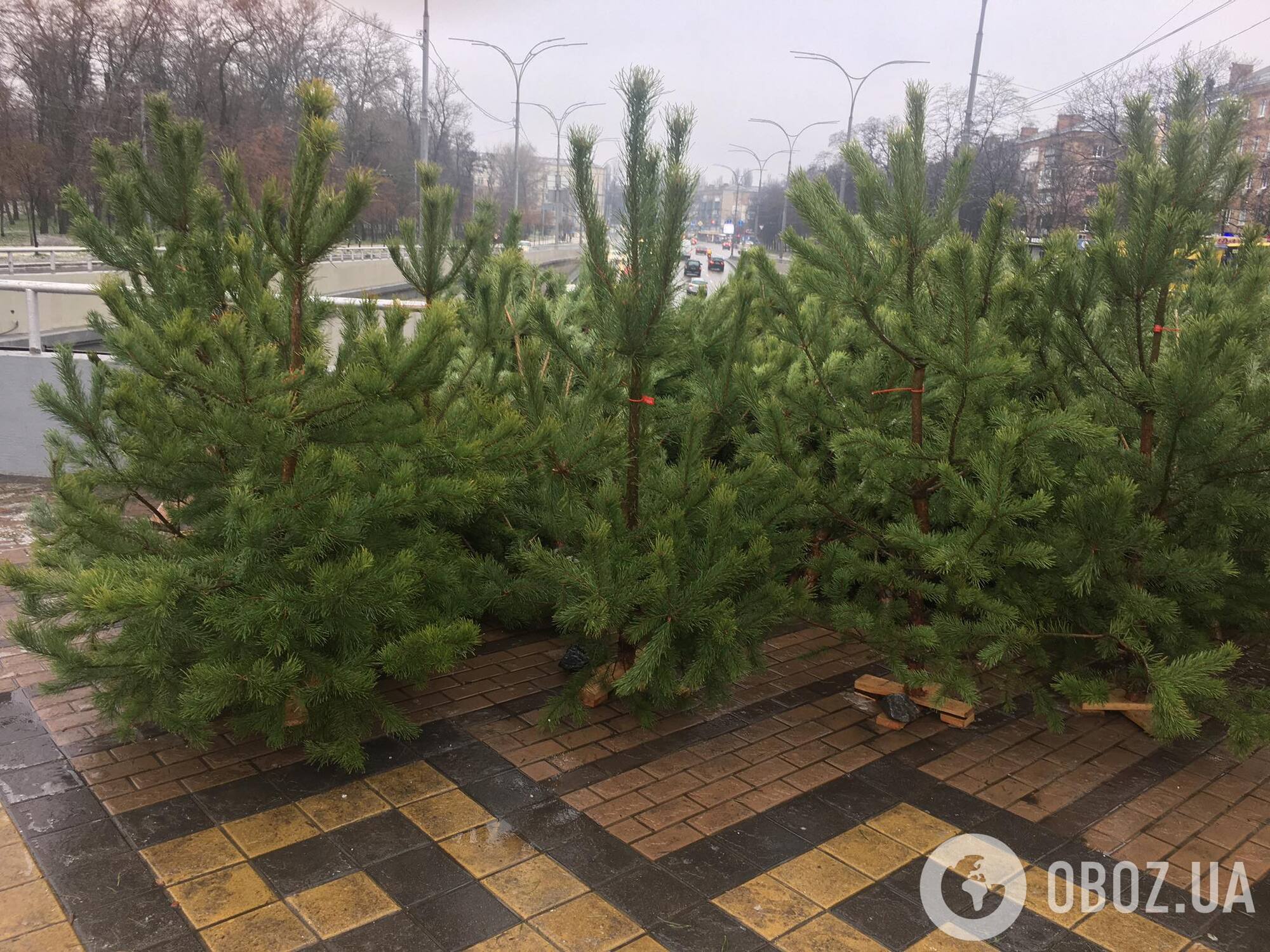 В Киеве вовсю торгуют елками.