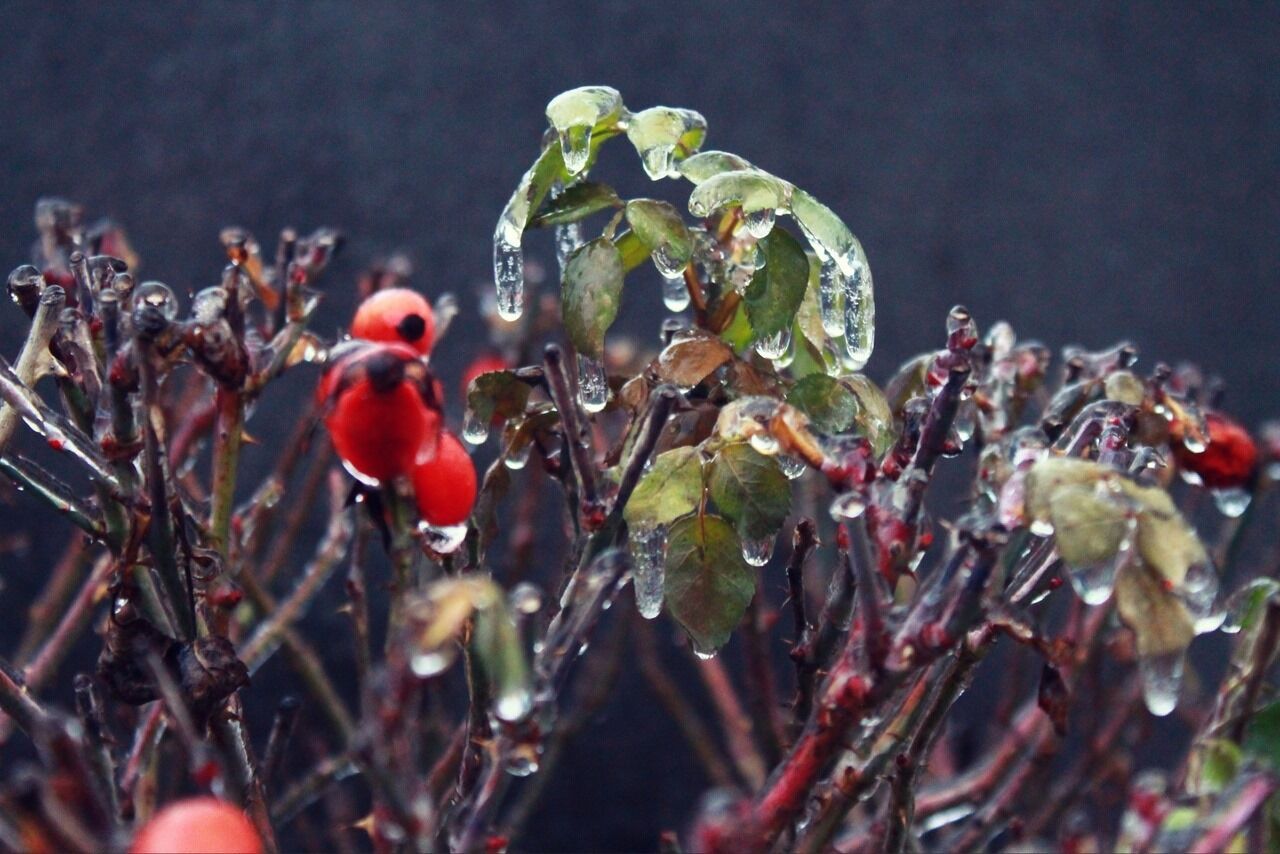 Ледяные растения выглядели удивительно красиво