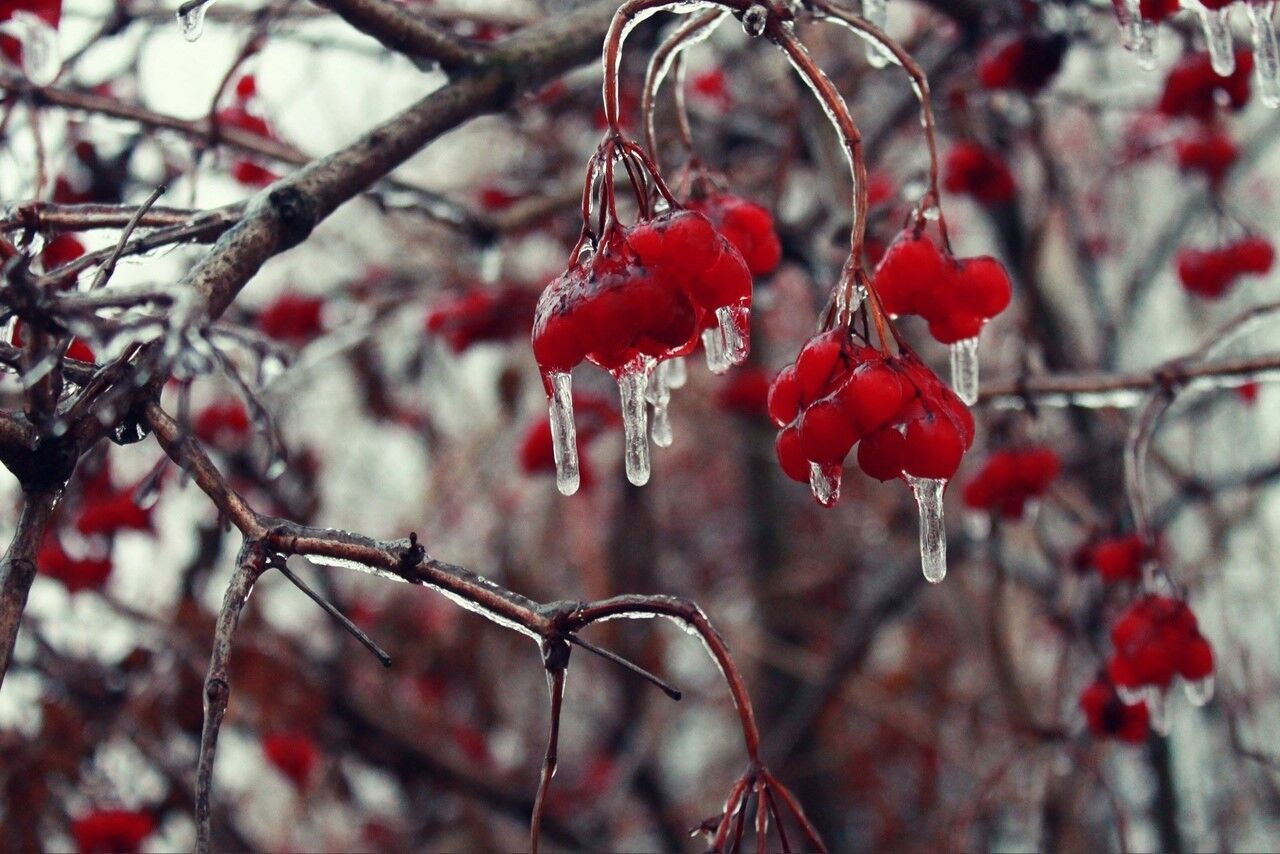 Последствия ледяного дождя в Харькове