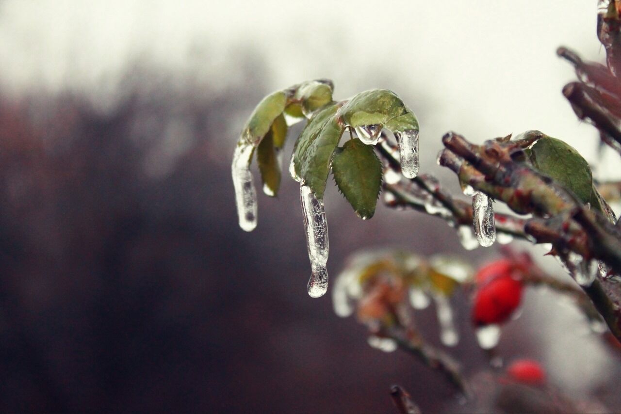 Лед на кустах образовался в результате быстрого замерзания дождя