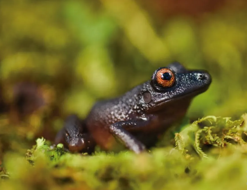 Oreobates zongoensis