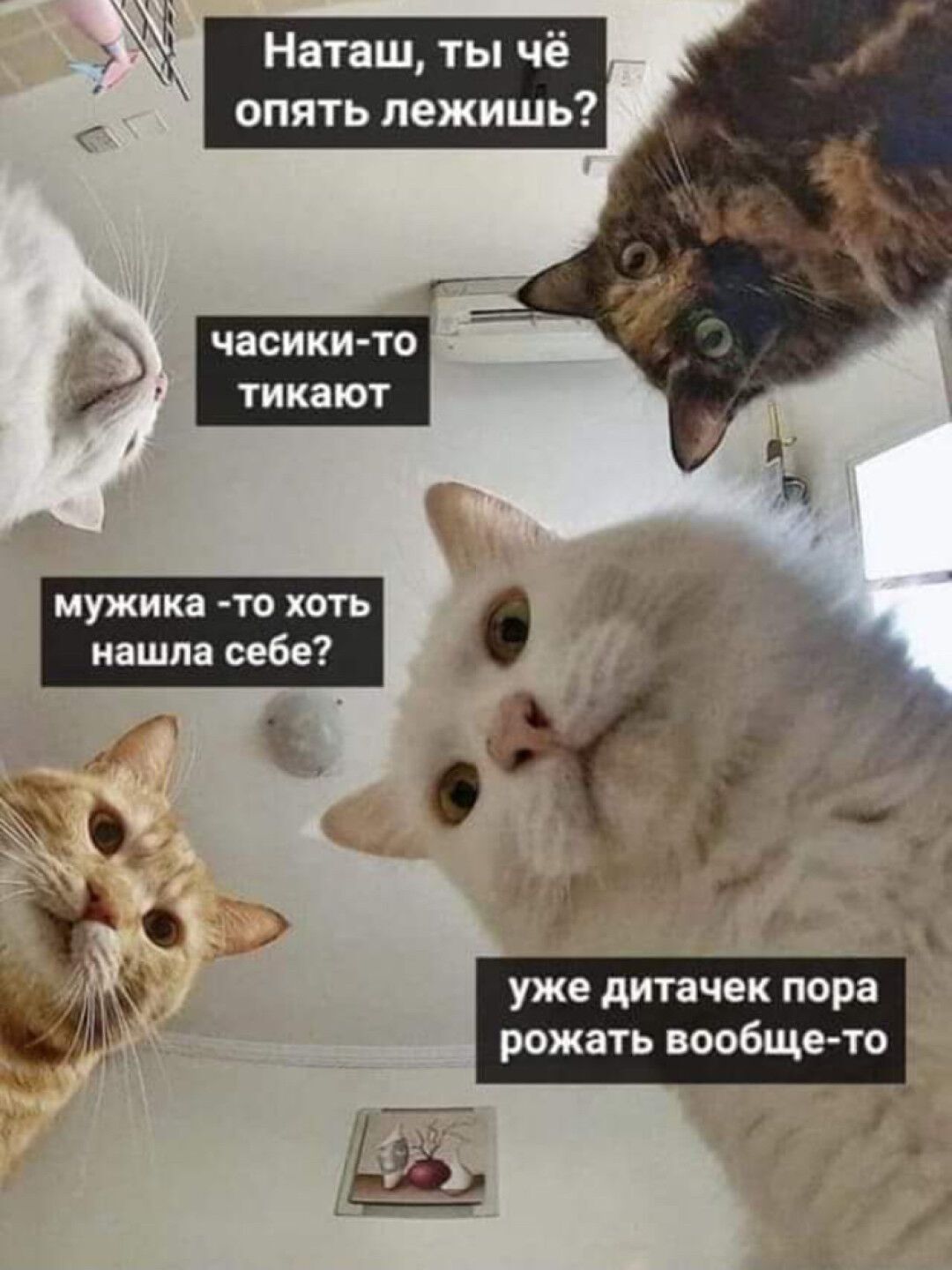 Популярный мем с котами и именем Наташа