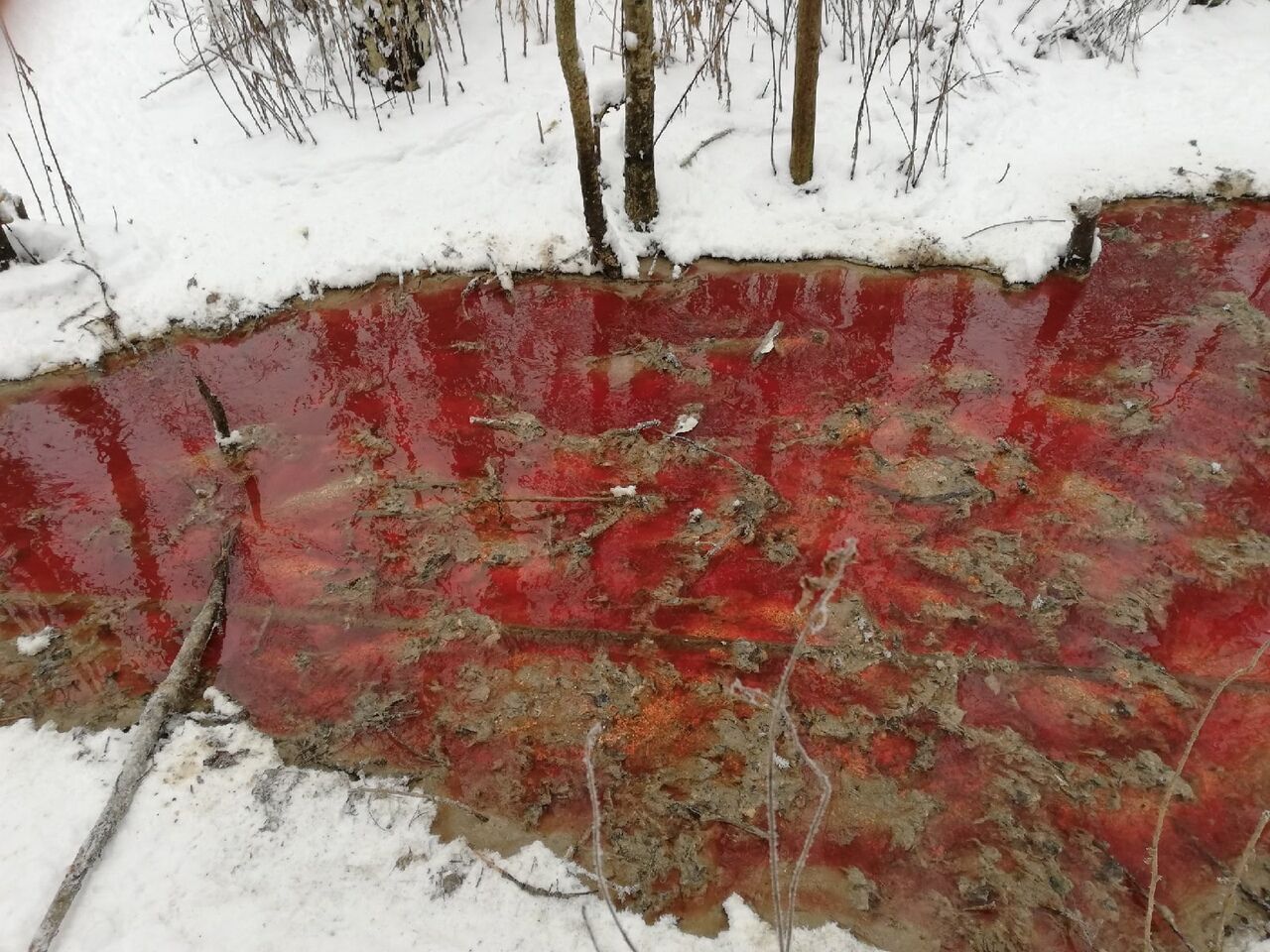 У Карелії знайшли річку з крові і риб'ячих нутрощів. Фото