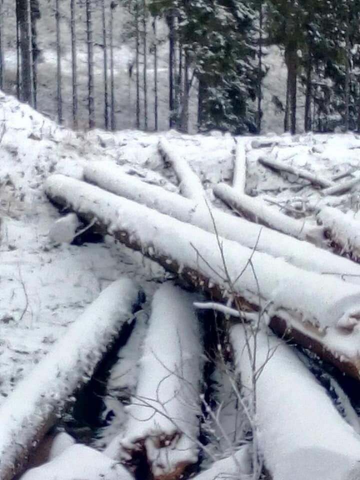 Срубленные деревья