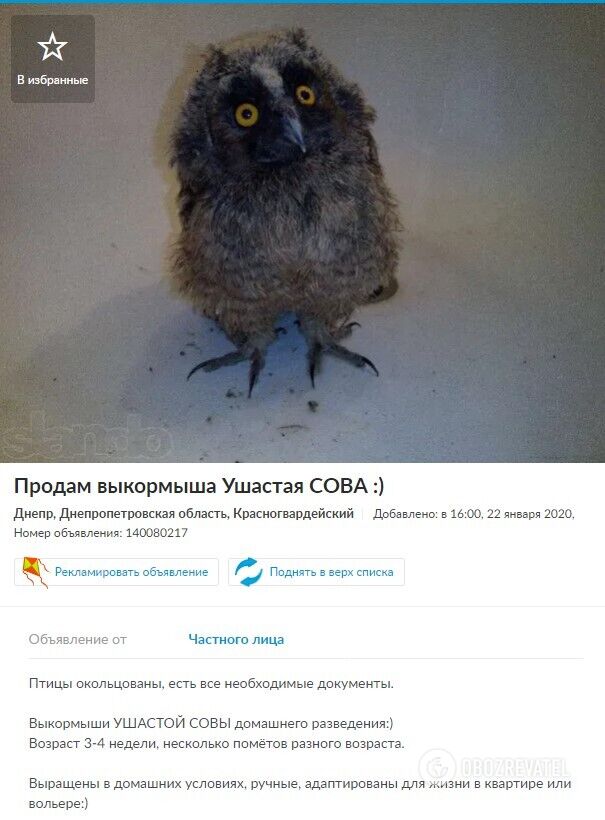 Сова