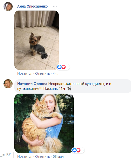 МАУ разрешили брать в салон самолета животных: украинцы откликнулись кото-флешмобом