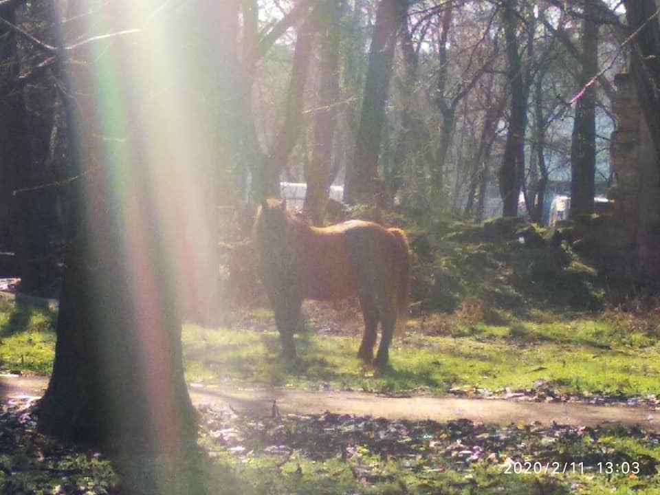 Из зоопарка Одессы сбежала привередливая лошадь