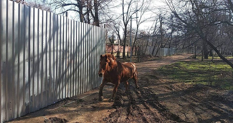 Із зоопарку Одеси втік вибагливий кінь