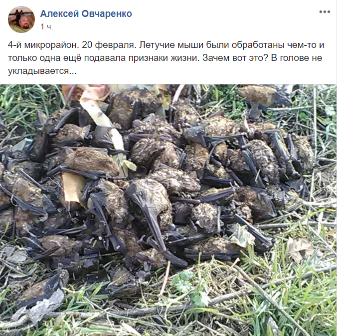 "Дикие люди!" Под Днепром жестоко убили и выбросили десятки летучих мышей. Фото