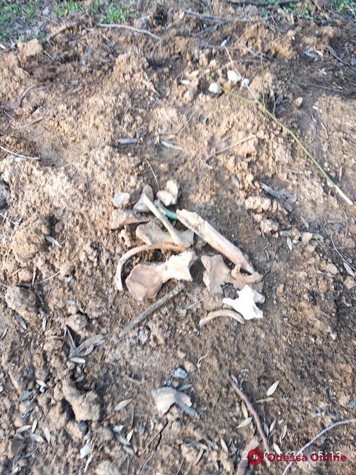 В одесском парке обнаружили человеческие кости