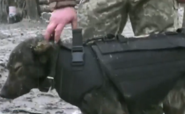 Собака Патрон