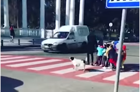 Собака Купата помогает перейти дорогу