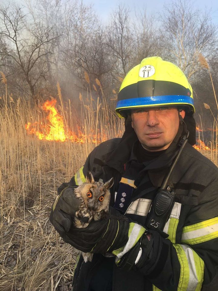 В Днепре пожарные спасли сову
