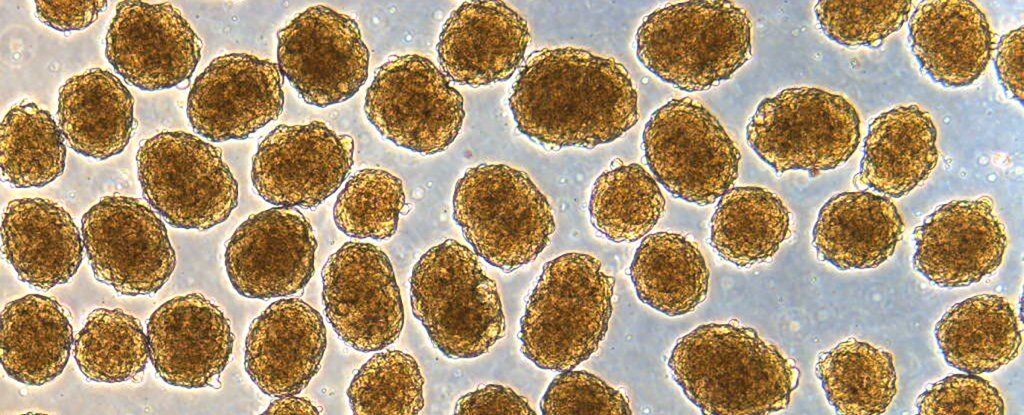 Людські інсулін-секретуючі бета-клітини під мікроскопом