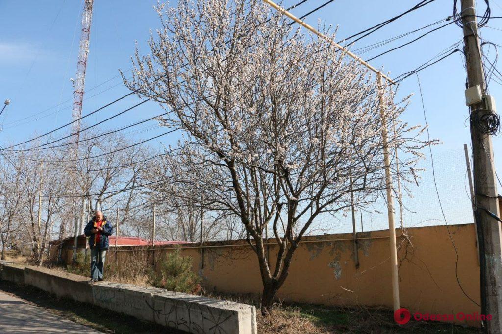 В Одессе под конец февраля зацвели абрикосы