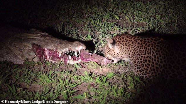 Леопард вихопив із пащі крокодила здобич і вижив: момент потрапив на відео