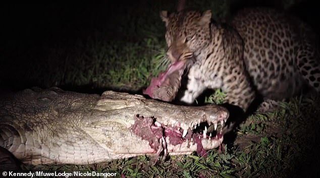Леопард выхватил из пасти крокодила добычу и выжил: момент попал на видео