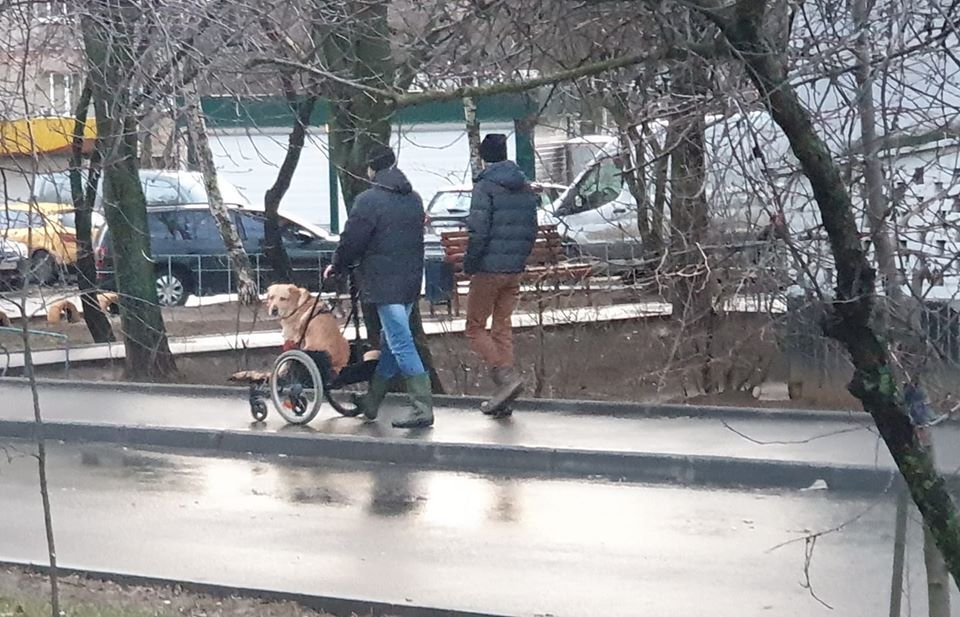 Украинцев до слез растрогало фото харьковского "трио с собакой"