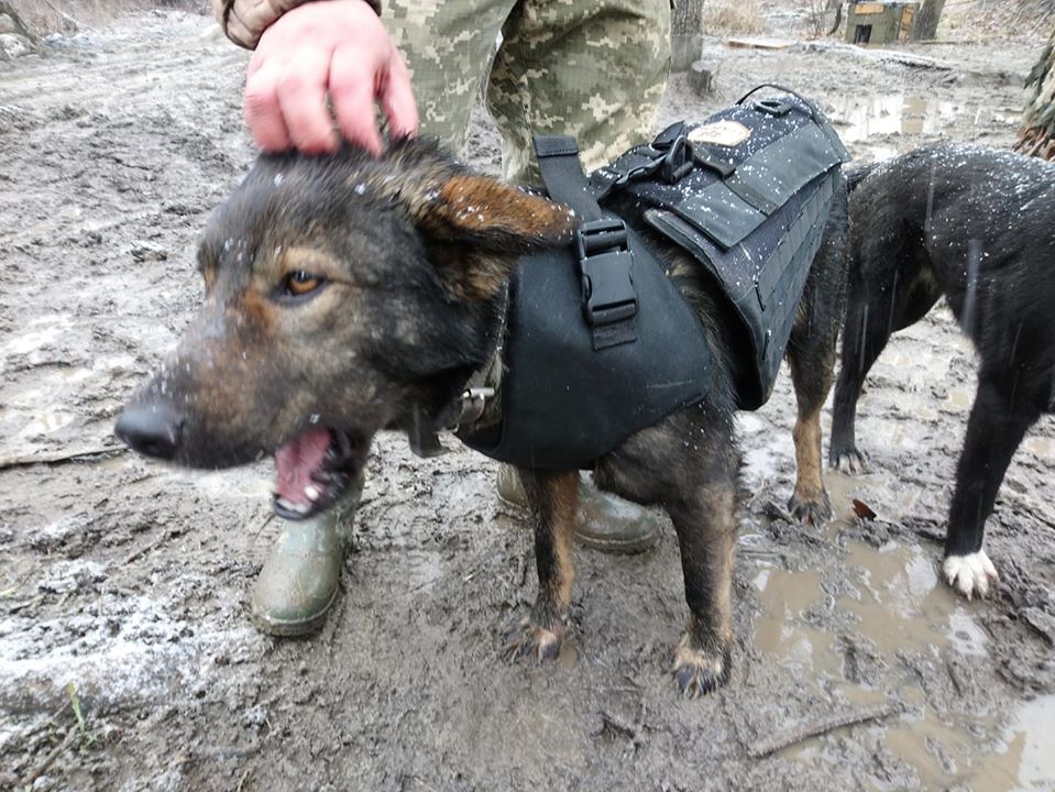 На Донбасі показали легендарного бойового пса ЗСУ