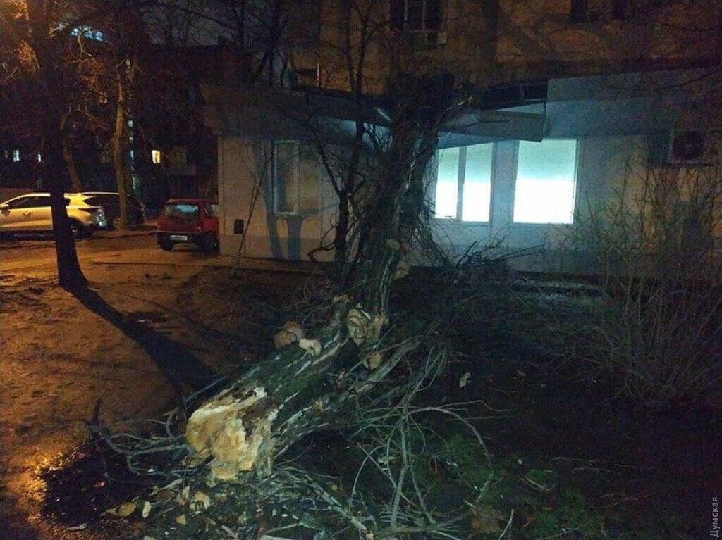 Вночі 6 лютого в Одесі акація впала на дах банку