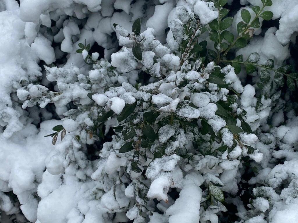 Перший сніг в Одесі