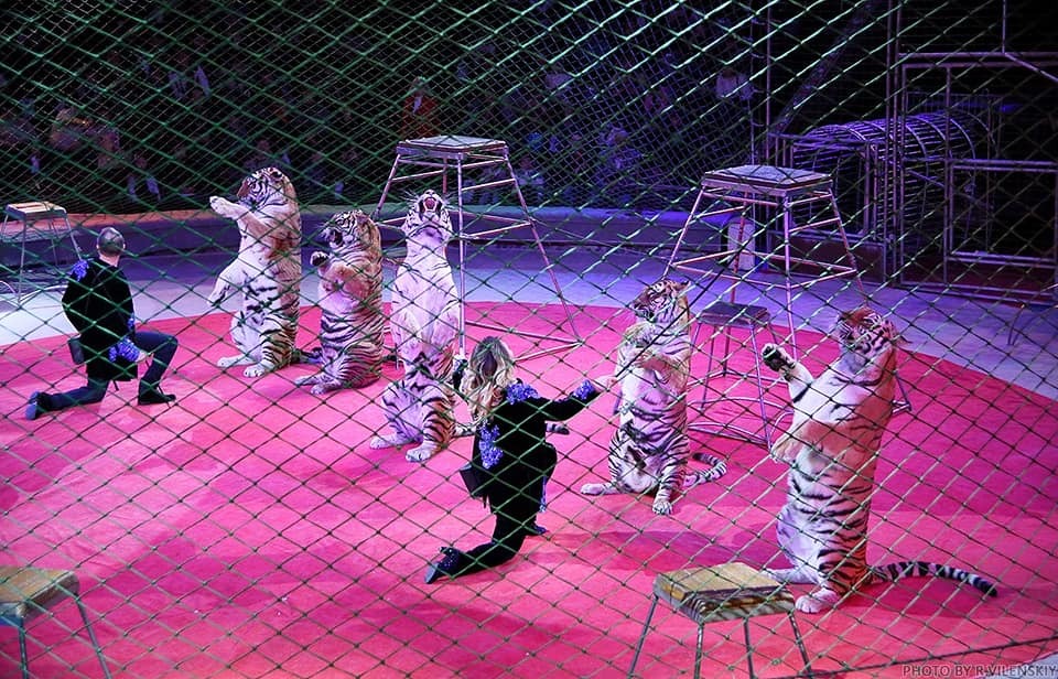 Пурим 2020 в Киеве