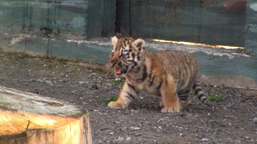 Родившегося в Одесском зоопарке тигренка впервые показали людям