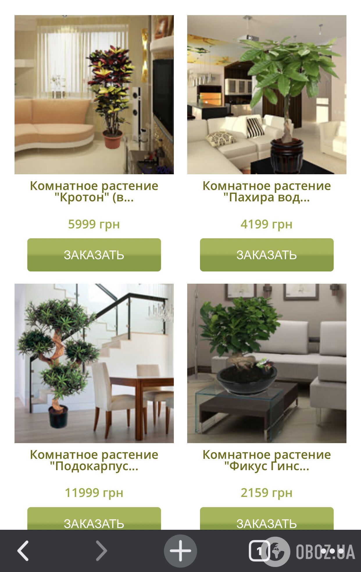 Кімнатні рослини