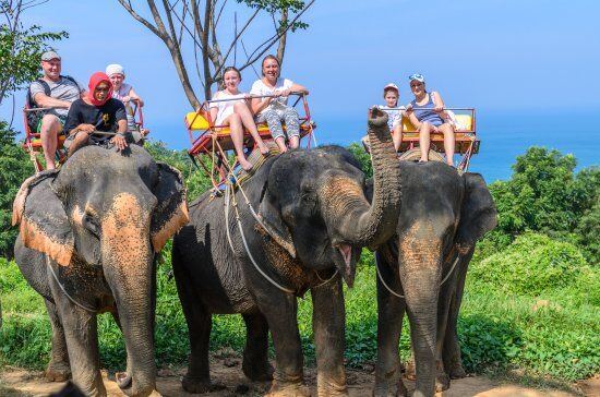 У Таїланді через коронавірус звільнили слонів