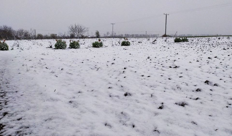 В Десантном Одесской области выпал весенний снег