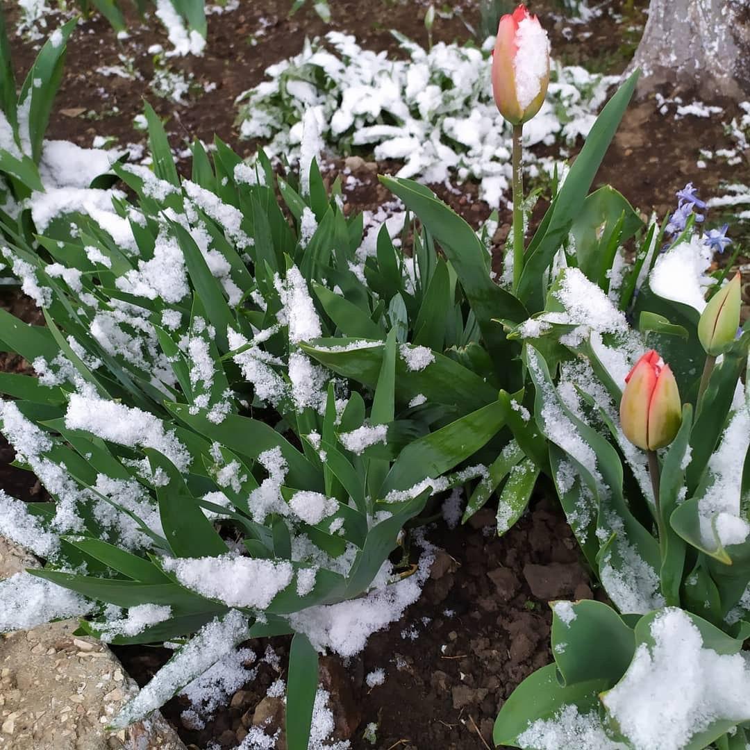 В Ізмаїлі Одеської області випав весняний сніг