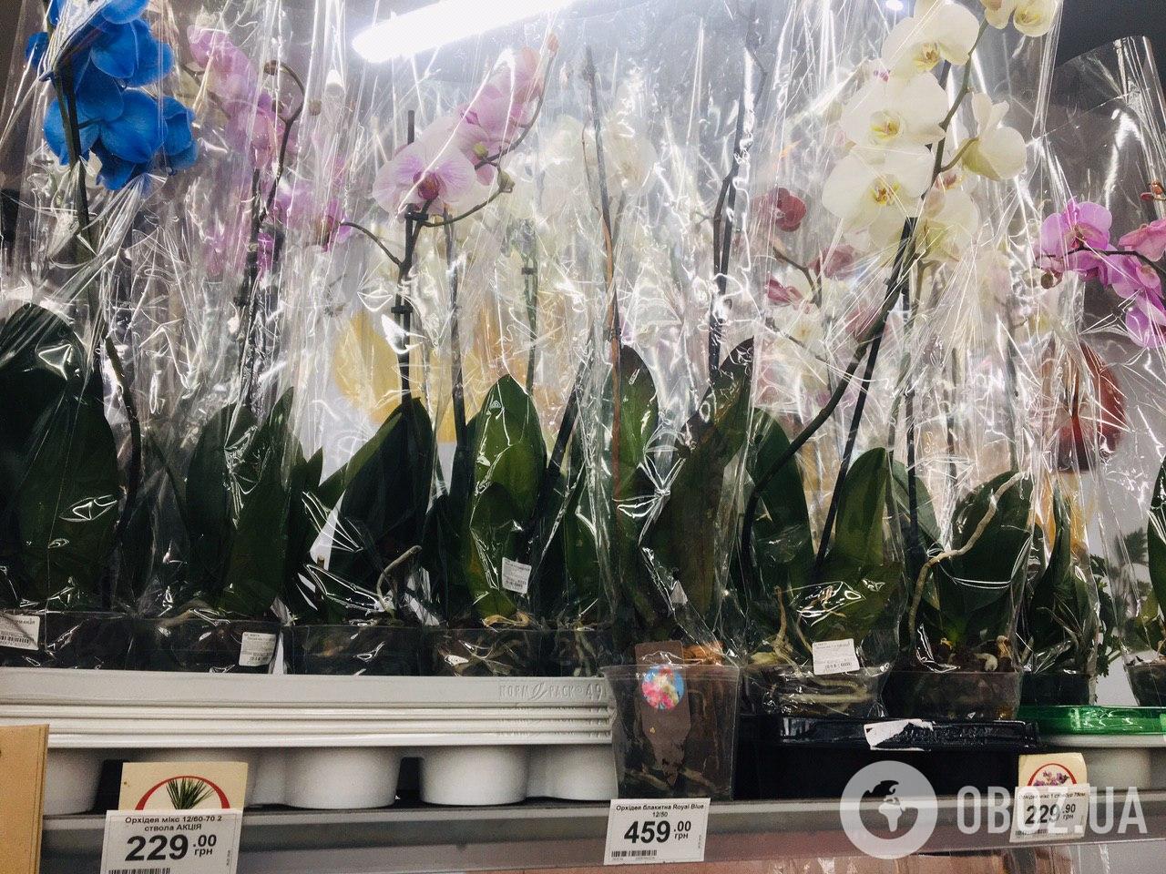 Орхидеи стоимостью 230-460 гривен