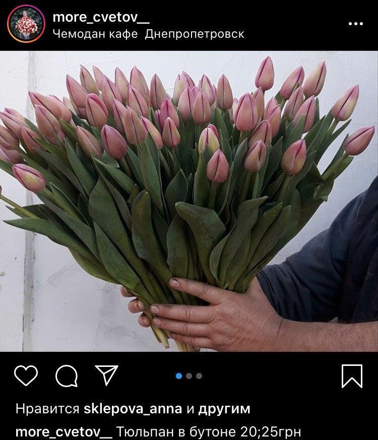 Тюльпан в бутоне - 20-25 гривен