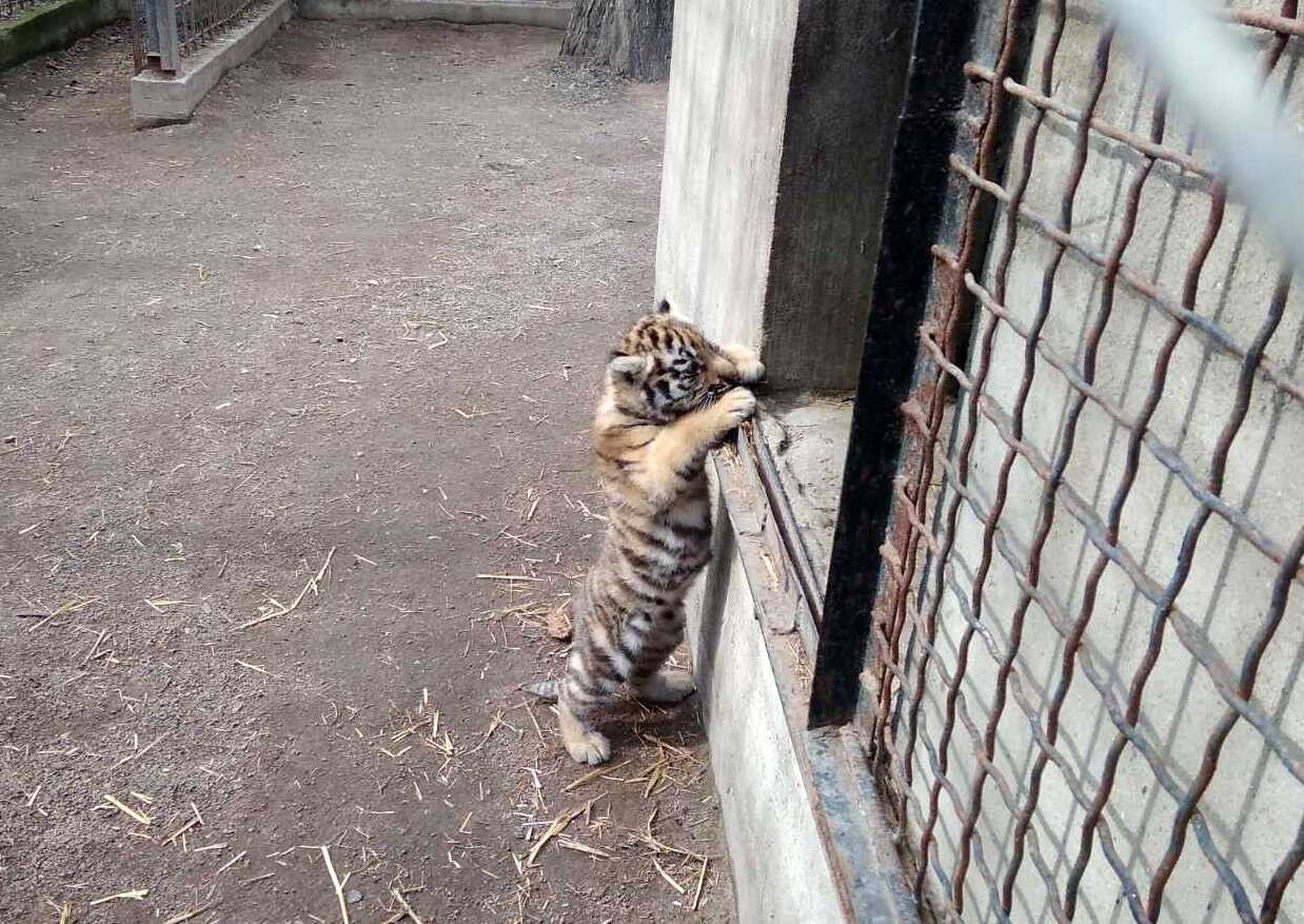 В Одесском зоопарке родился амурский тигренок