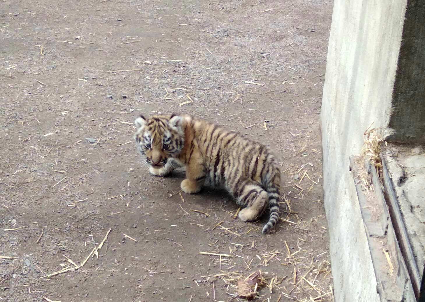 В Одесском зоопарке родился амурский тигренок