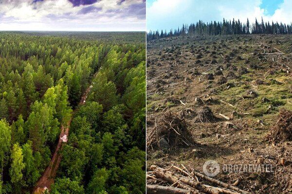 В Україні різко зросла незаконна вирубка лісу
