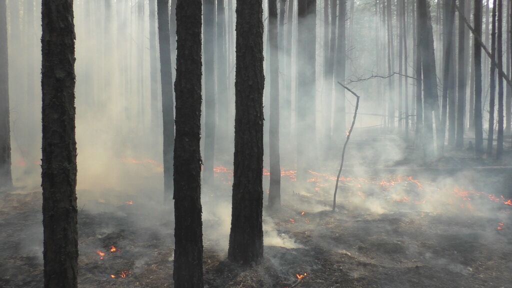 Пожары в Житомирской области