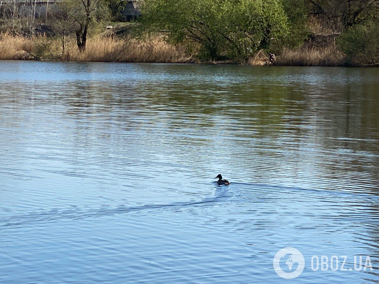 Грязь и мусор в Дарницком районе Киева