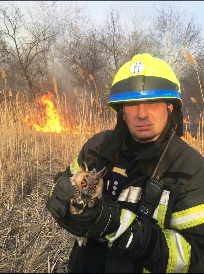 В Украине в пожарах гибнут сотни животных