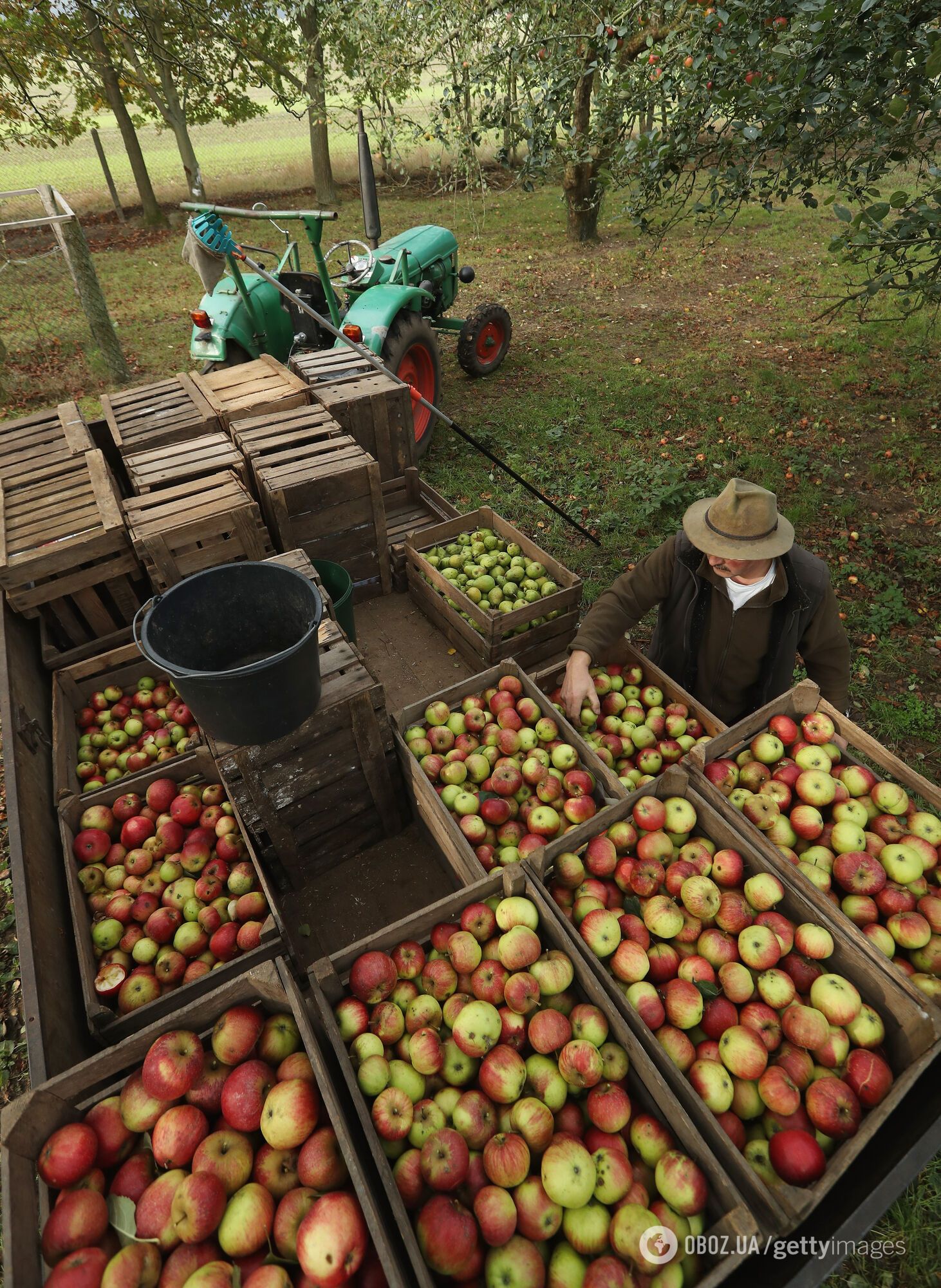 Украинцы могут пригодиться на сборе яблок