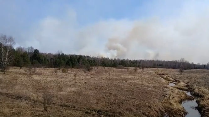 Лісові пожежі в Житомирській області