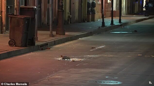 Крысы вторглись на улицы Нового Орлеана (США)