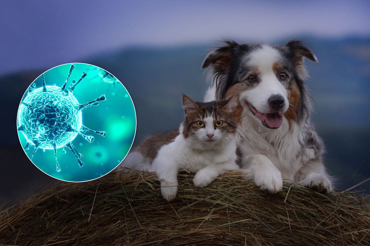 Собаки і коти не захистять від коронавірусу