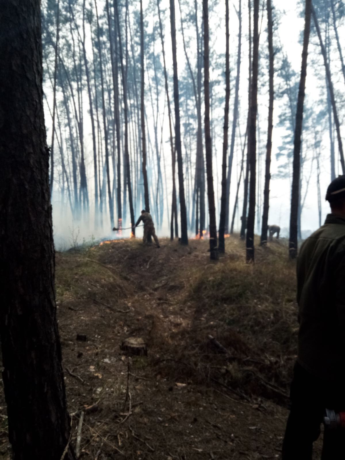 Пожежа в Голосіївському парку